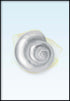 Concha de luna Oro real Póster